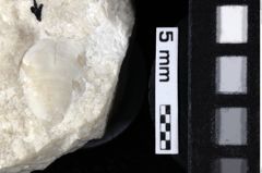 Foto (Detailansicht) von Lecythocaris sp. (NHMW-GEO-1990-0041-0154)